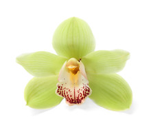 Beautiful Tropical Orchid Flower On White Background