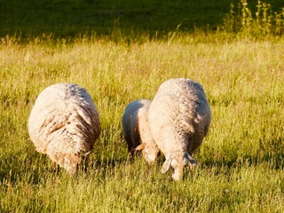 Three sheep on pasture