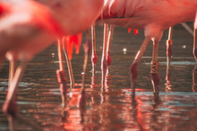 Flamingos' Legs