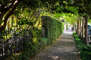 New Orleans, USA Old street historic Garden district in Louisiana famous town city with cobblestone sidewalk path tunnel in spring green color