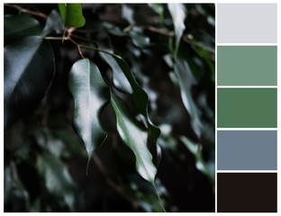 Color swatch. Green, grey and black colours. Harmonious color combinations. Ficus tree color palette.