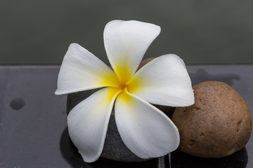 White with yellow plumeria flower on pebble rock and water for spa