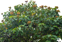The Urucum Tree With Many Fruits Hanging