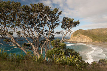 Elevated view of the deserted, sandy beach at Matai Bay in late afternoon light with a pohutukawa tree on the cliff in the foreground, Karikari Peninsula, Northland, New Zealand.