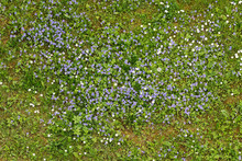  Forget-me-not Flowers Blooming In The Green Grass. Blooming Little Blue Meadow Flower