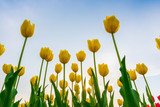 Fototapeta Tulipany - Beautiful bouquet of tulips in spring season .