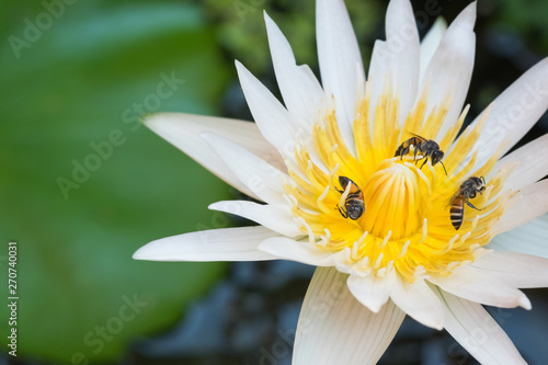 Bee on the white lotus