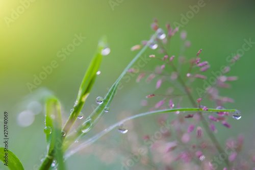 Flowers and grass leaves on the floor and rain drops