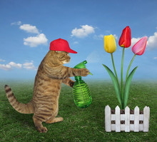 The Cat Gardener With Garden Water Sprayer Is Watering The Colored Tulips On The Farm.