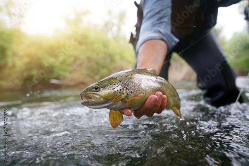 Fotomural catching a brown trout in the river