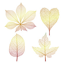 Set Leaves. Vector Illustration. EPS 10