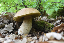 Boletus Edulis Edible Mushroom In The Forest. Brown Cap Boletus Mushroom