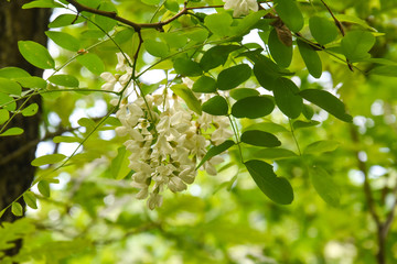 Wall Mural - Acacia flower. Branch of white acacia blooming in spring