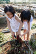 Leinwandbild Motiv Asian Chinese Little Sisters digging purple potato in organic farm