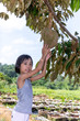 Leinwandbild Motiv Asian Chinese Little Girl holding durian on the farm