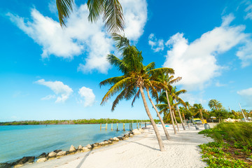 Sticker - Palm trees and white sand in Florida Keys