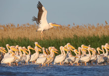 Groups Of White Pelicans Are Photographed Standing In The Water Against The Background Of Green Aquatic Plants. Close-up And Detailed Photos Of These Magnificent Birds
