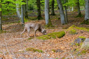 Wall Mural - Jagdhund sucht Waldboden nach Fährte ab