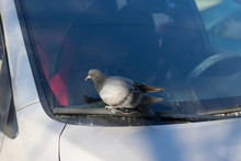 Young Pigeon Sitting On The Windshield Of The Car. Concept: Revenge, Shit Happens