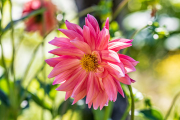 Wall Mural - red flower in the garden