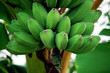 © Eksapedia - Fresh green bananas on the garden