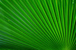 © srckomkrit - green palm leaf with line