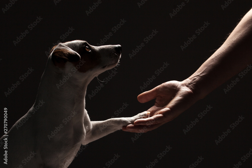 Dog paw takes the man - obrazy, fototapety, plakaty 
