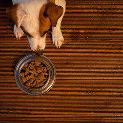 Wall Mural - Pet eating food