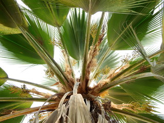 Sticker - palm tree on white background