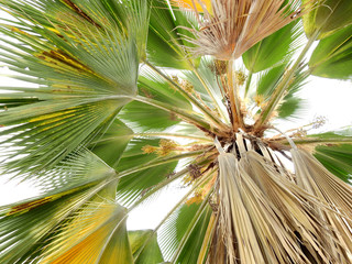 Sticker - palm tree on white background