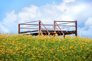 Wall Mural - Beautiful orange daylily flower farm on Sixty Rock Mountain (Liushidan mountain) with blue sky and cloud, Fuli, Hualien, Taiwan, close up, copy space