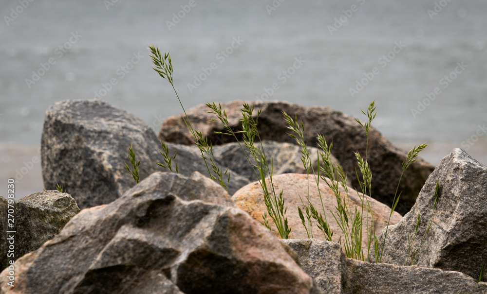 Strandgras Strandhafer Strandgras in Steinmauer Stock Photo | Adobe Stock