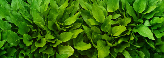 Wall Mural - Panorama of green leaves in the rain. Panorama of nature in the form of leaves with raindrops. Textural background of leaves. Decorative leaves for design and decor.
