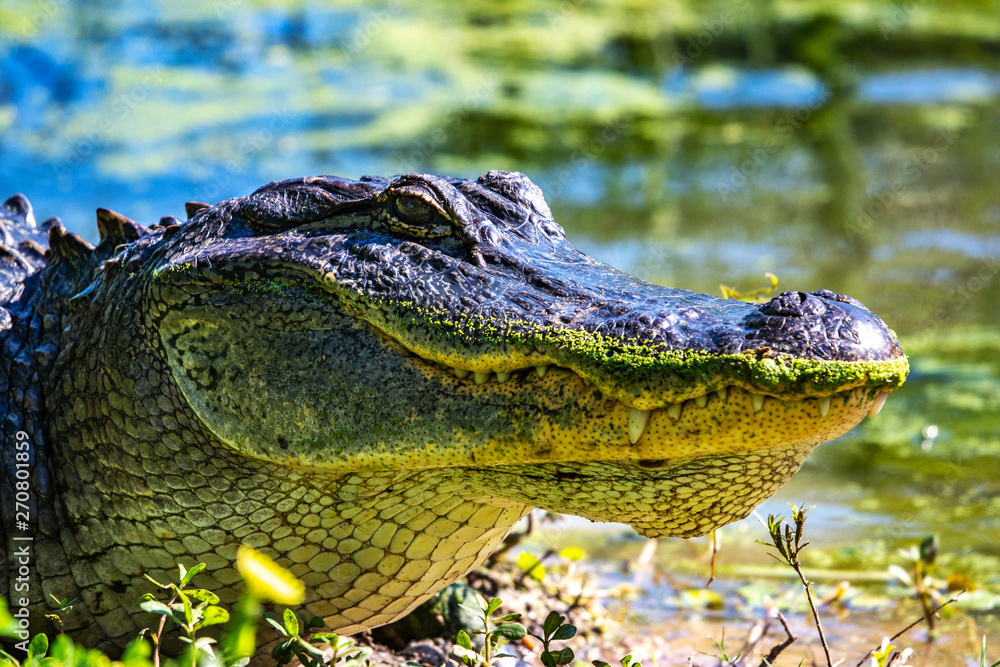 Alligator on the bank sunning itself! - obrazy, fototapety, plakaty 