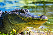 Alligator On The Bank Sunning Itself!