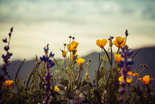 A Group Of California Poppies And Texas Lupins With An Out Of Focus Mountains Background.