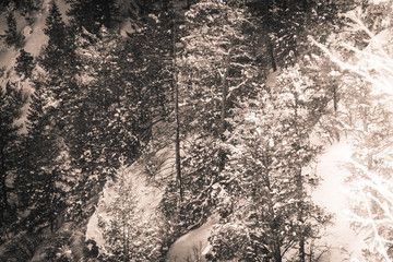 Wall Mural - A snow-covered pine tree in the foreground with a snow and its branches.  The background consists of more snow and pine trees, but out of focus to draw more attention to the foreground tree.