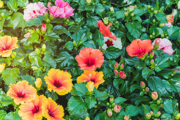 Beautiful of colorful hibiscus flowers in public garden at Ho Chi Minh City, Vietnam.