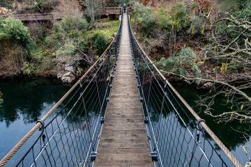 Poster - bridge in the forest