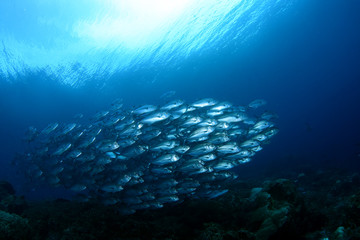  Amazing underwater world - Bigeye Trevally (Caranx sexfasciatus). A big school of fish. Diving, wide angle photography. Raja Ampat, Indonesia.