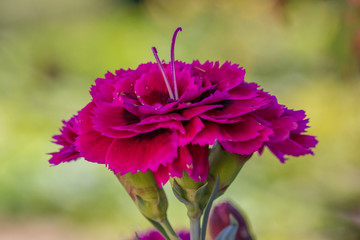 Wall Mural - pink flower in garden