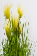 Yellow wispy grass plant in a pot on white background