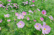 Cosmos Sonata Flowerfield Pink And White Flower Field Cosmos Bipinnatus