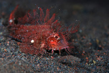 Incredible Underwater World - Pteroidichthys Amboinensis - Ambon Scorpionfish. Tulamben, Bali, Indonesia.