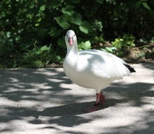 Ross's Goose (scientific Name: Anser Rossii) 