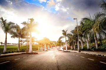 Wall Mural - Summer background and coconuts palms 