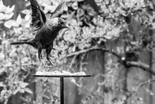 Jackdaw ( Corvus Monedula) With Talons Extended Coming Into Land On Garden Bird Table