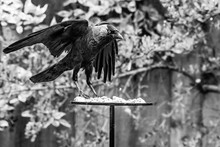 Jackdaw ( Corvus Monedula) Perched On Garden Bird Table