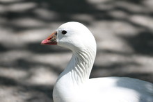 Ross's Goose (scientific Name: Anser Rossii) 