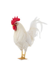 Beautiful White Rooster Isolated
